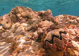Giant clam and coralline algae at Rose Atoll