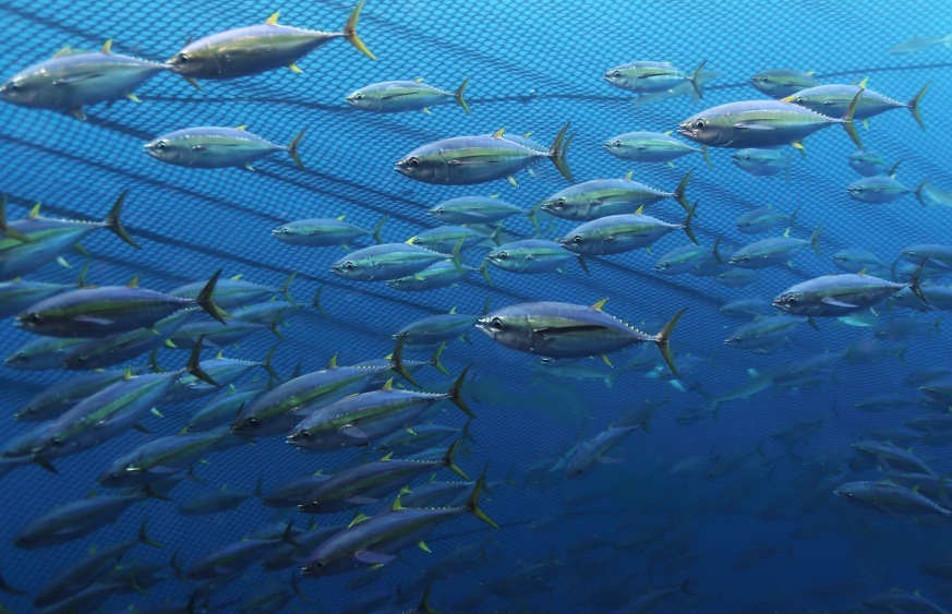 Yellowfin and Bigeye Tuna Yellowfin and Bigeye Tuna