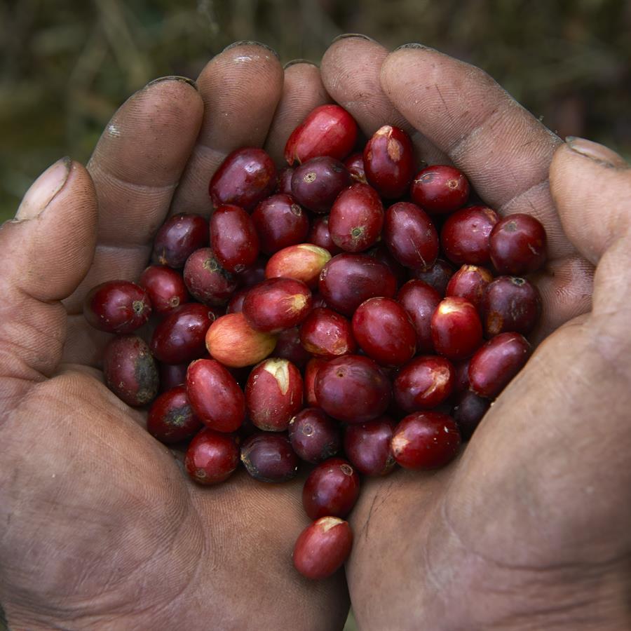ci_45584359 Man holding coffee berries
