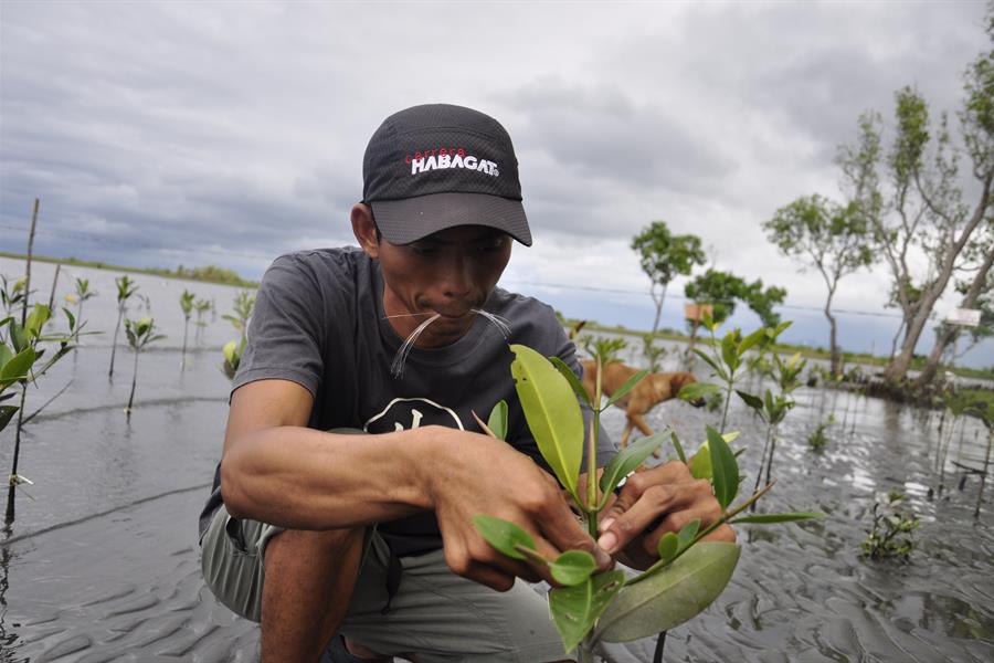 ci_45949316 Measuring the growth of a newly planted mangrove.