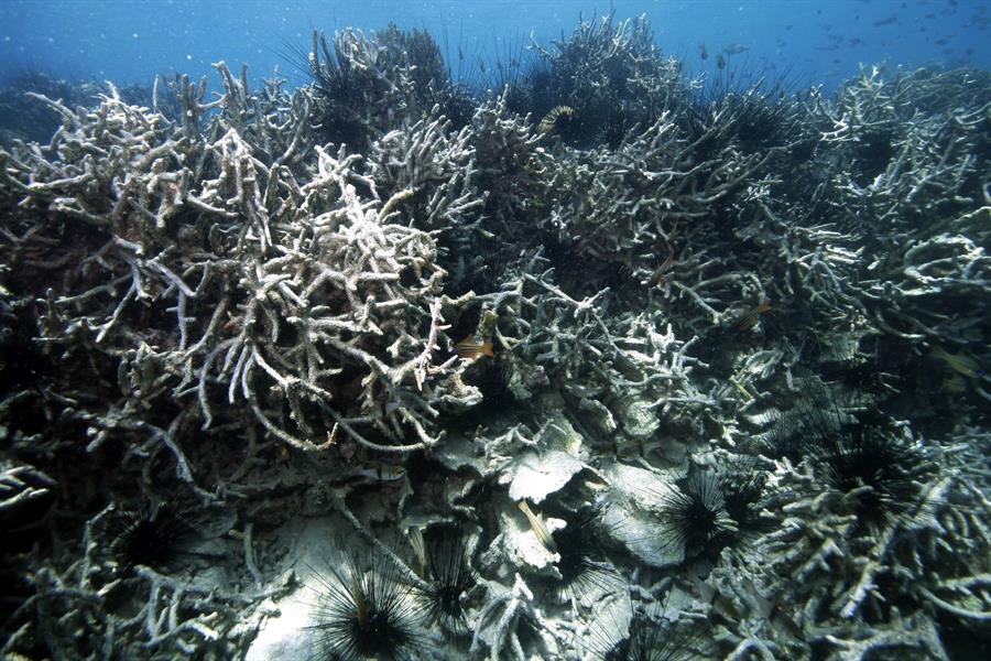 Massive coral bleaching in Thousand Islands, Jakarta, Indonesia Massive coral bleaching in Thousand Islands, Jakarta, Indonesia