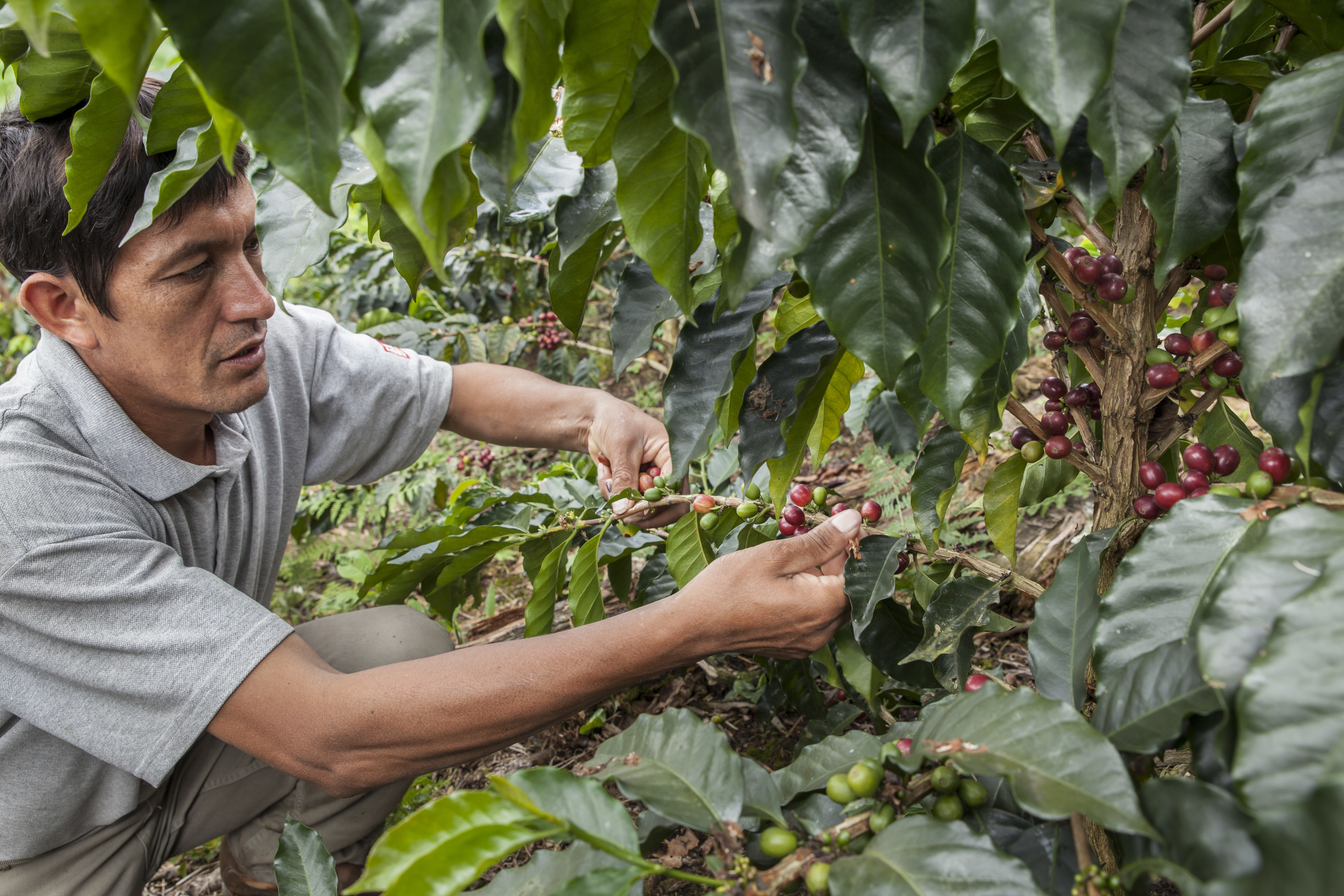 Norbil Becerra with coffee cherries in the Alto Mayo Protected Forest.