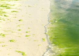 Algae blooms on Ouvéa beaches, usually caused by sewage being dumped directly into the ocean