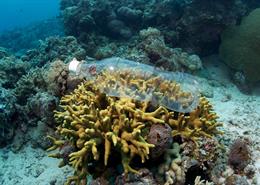Plastic bottle on coral reef