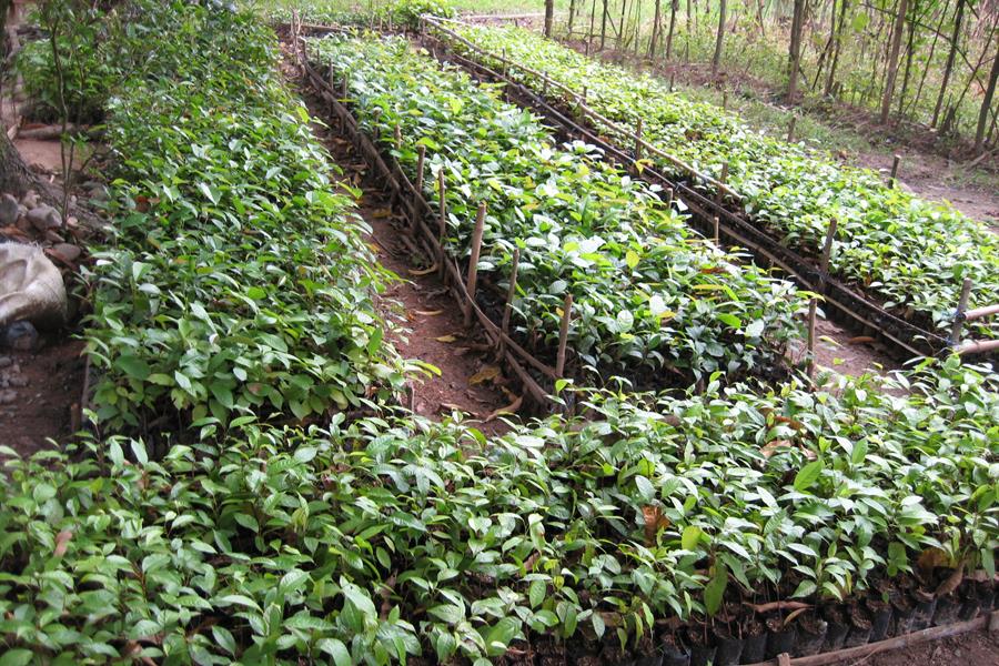 A tree nursery housing seedlings that will be planting on the reforestation plot of the Quirino Forest Carbon project