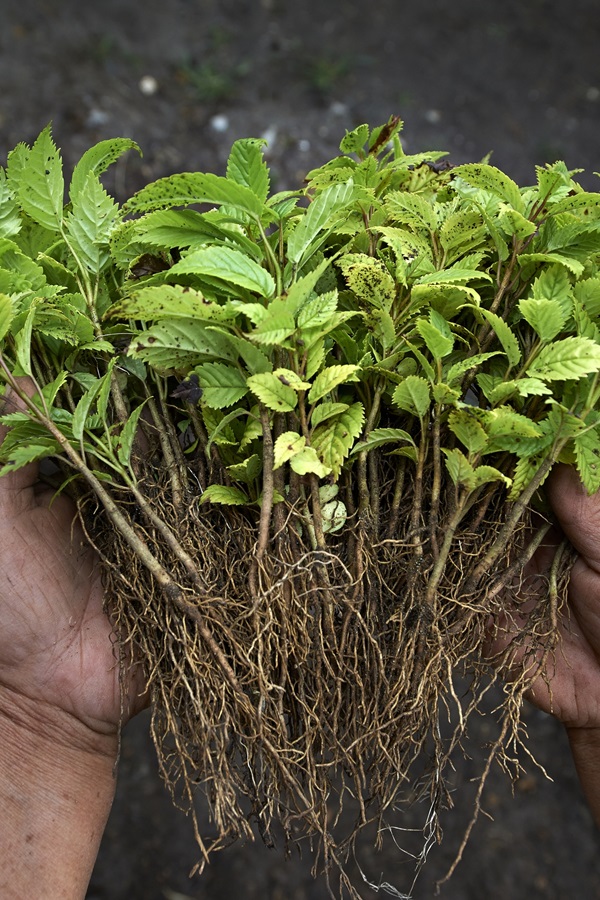 Hands full of tree saplings Hands full of tree saplings