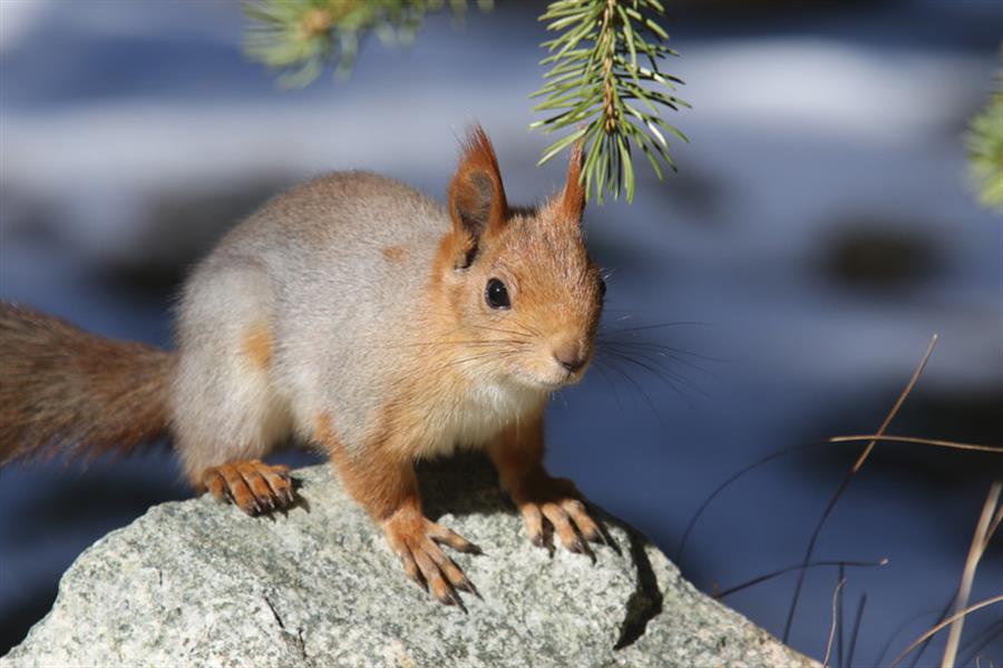 Red squirrel in Kyrgyzstan Red squirrel in Kyrgyzstan