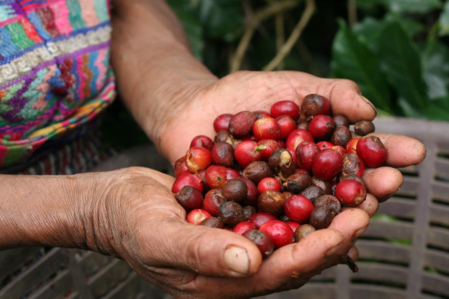 ci_51174372 A handful of coffee berries