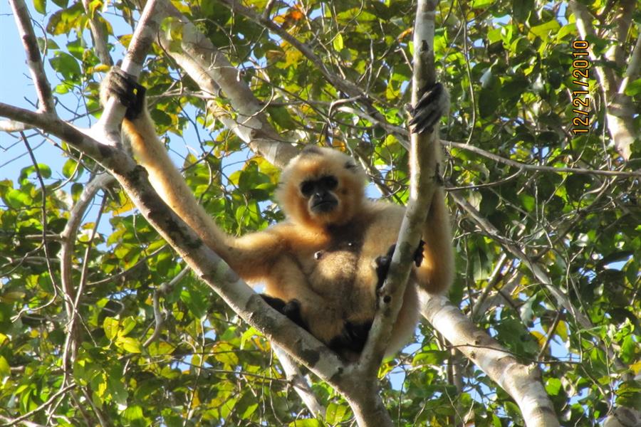 Gibbon ci_51402089