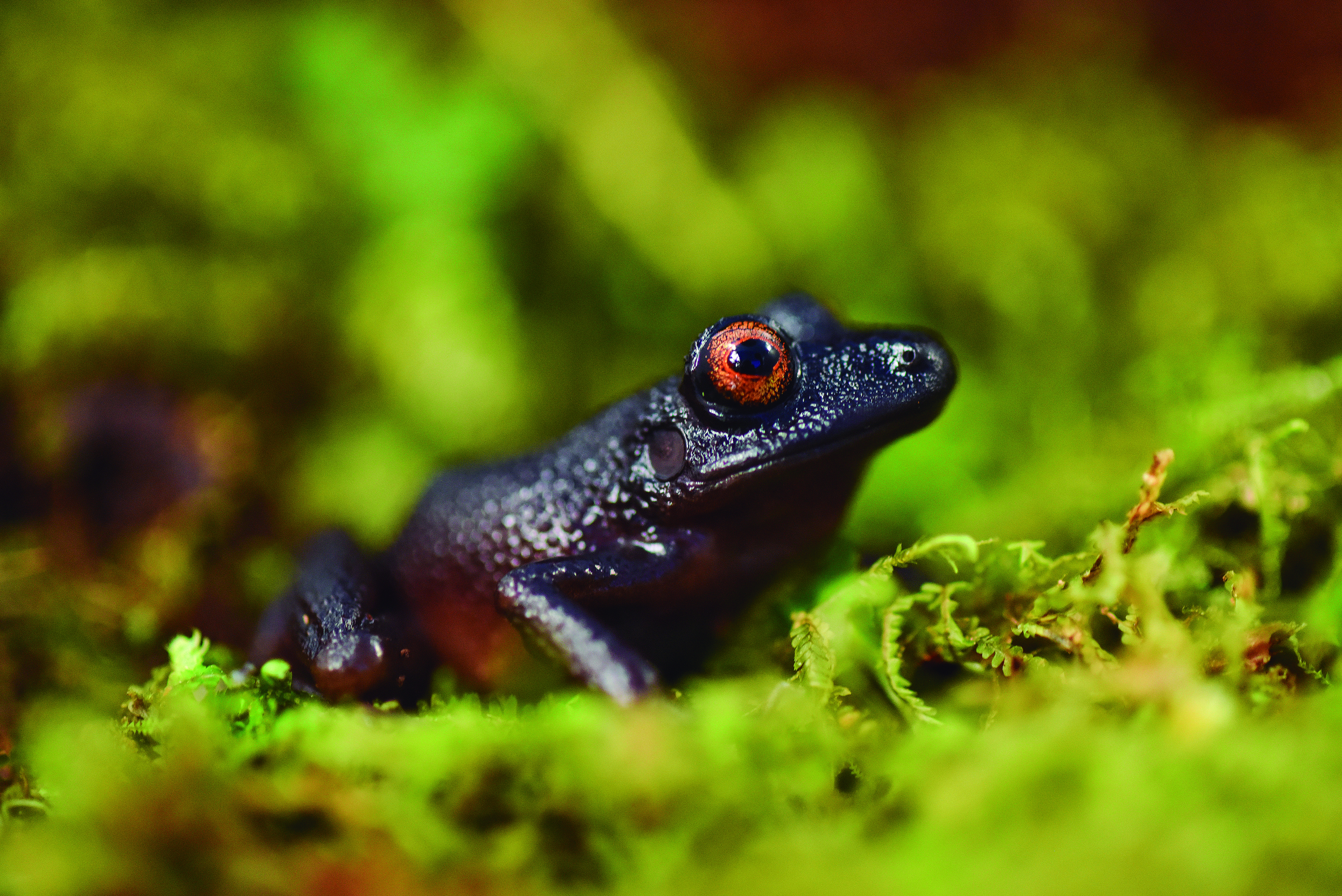 Rana ojos de diablo The “devil-eyed” frog (Oreobates zongoensis), which was previously known only from a single individual observed more than 20 years ago in the Zongo Valley, was rediscovered on the Zongo RAP expedition in Bolivia.