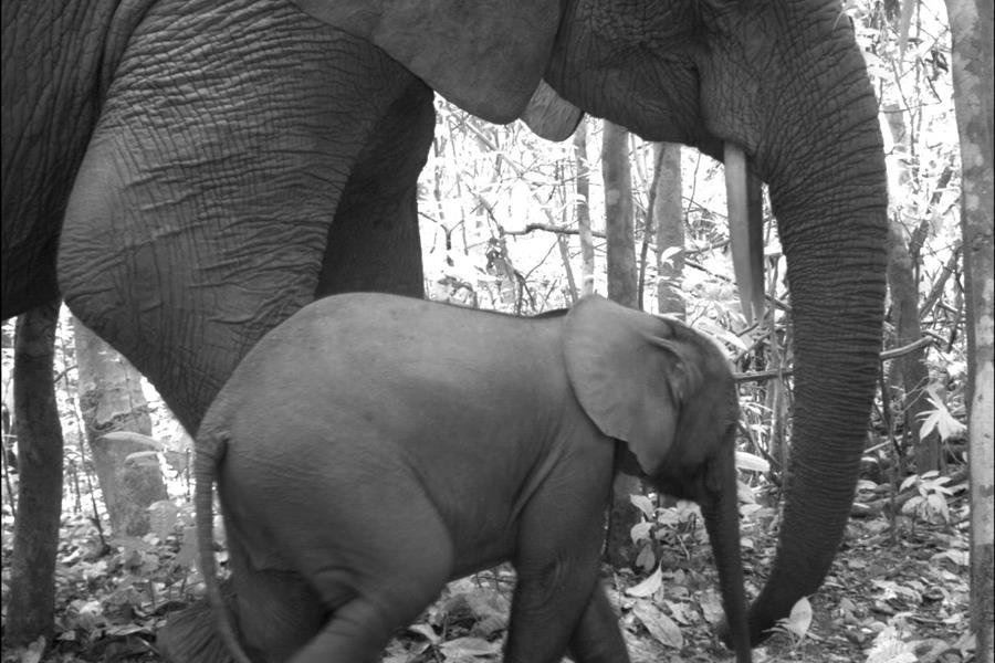 ci_55360595 African bush elephants in Nouabale Ndoki National Park, Republic of Congo. Listed as vulnerable by the IUCN.