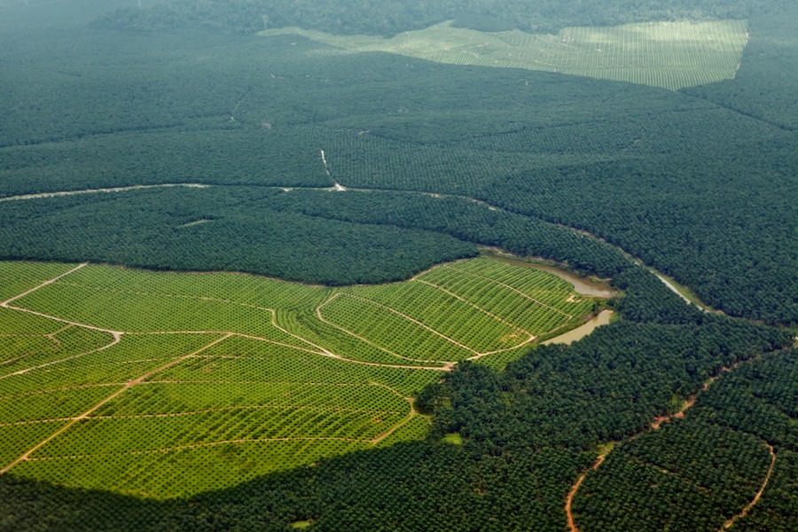 Oil palm plantations in northeastern Borneo, state of Sabah, Malaysia.