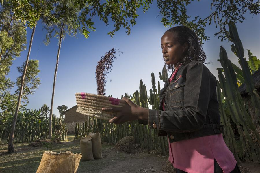 Woman sifting beans in a handmade basket Woman sifting beans in a handmade basket