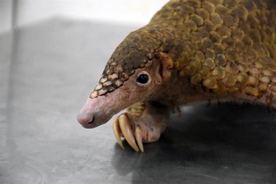 ci_57223358 A Palawan pangolin at a wildlife rescue center
