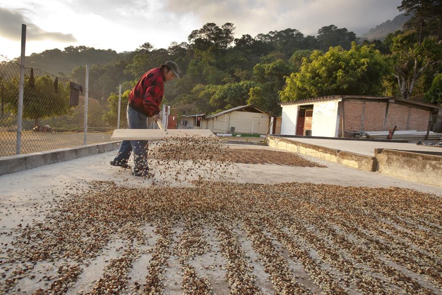 ci_57345769 Man raking coffee berries, Chiapas, Mexico.