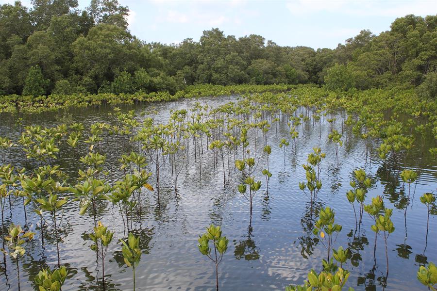 ci_59225755 A restored mangrove forest