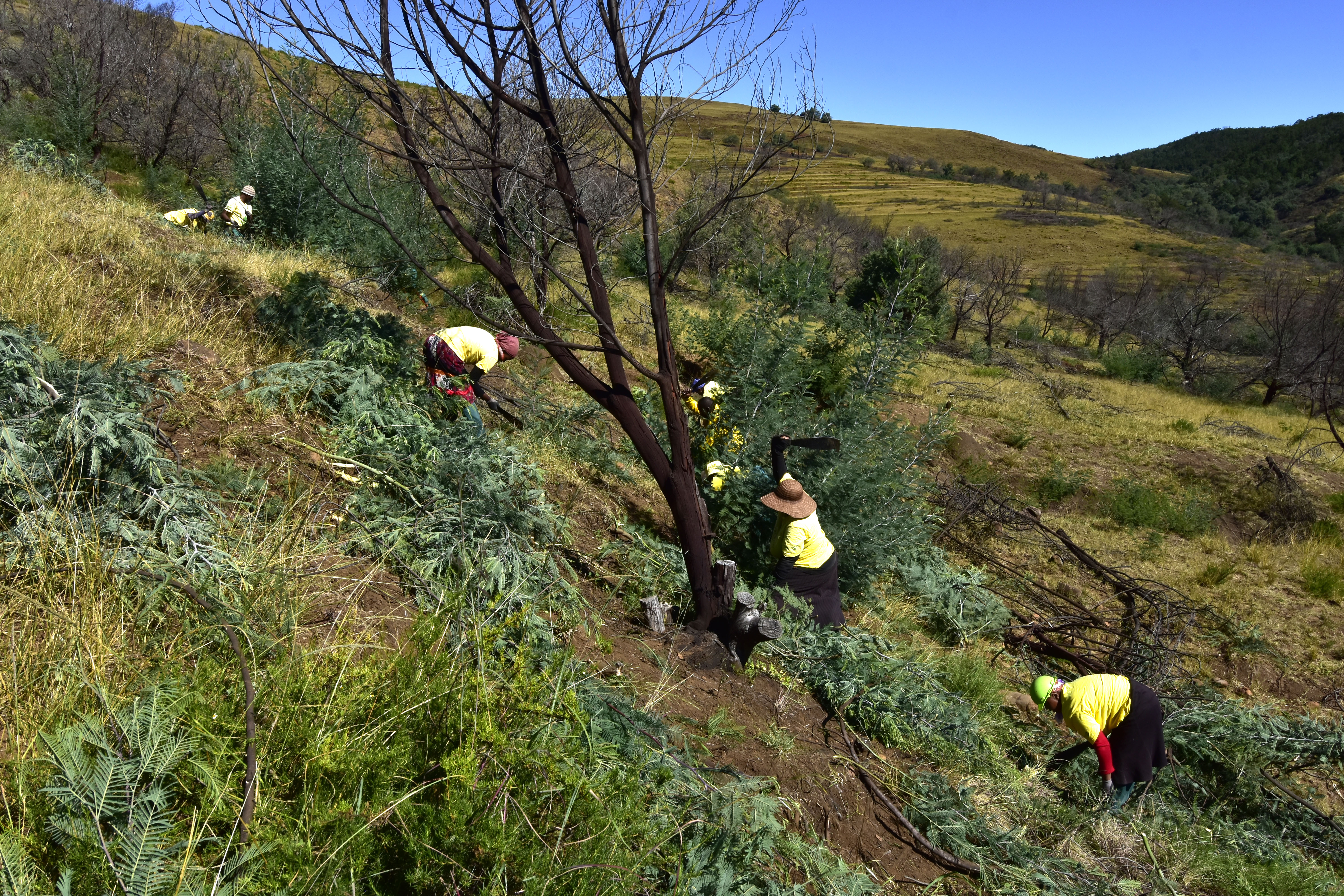 War on Wattle War on Wattle