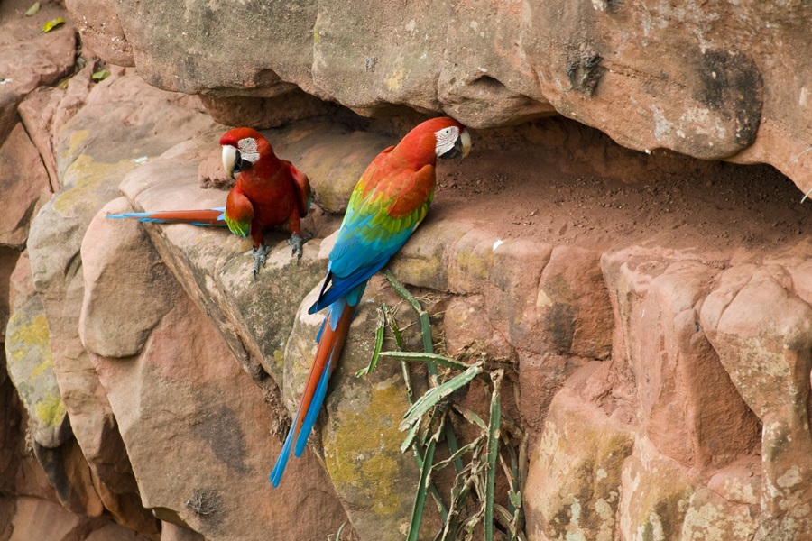 ci_59718313 Red and Green Macaw (Ara chloroptera), Bodoquena Plateau, Brazil