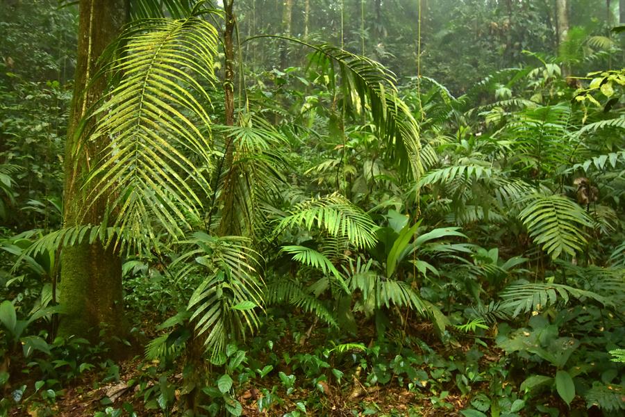 The rainforest of Honduras The rainforest of Honduras
