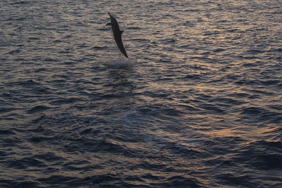 ci_60378441 Dolphin jumping at sunset, Cocos Islands, Costa Rica