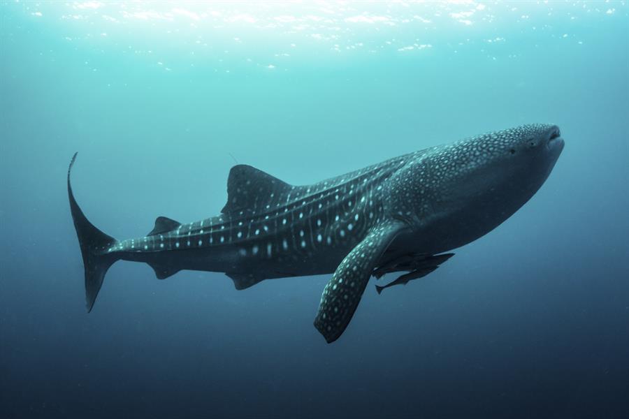 ci_60514781 A whale shark prowls Cendrawasih Bay in Indonesia.