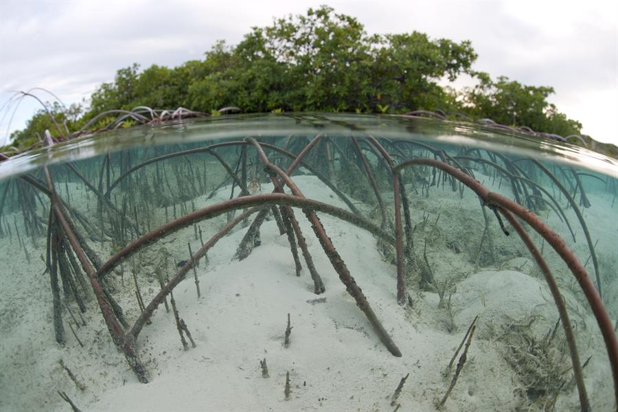 ci_60738511 Red mangrove displaying impressive arching root system
