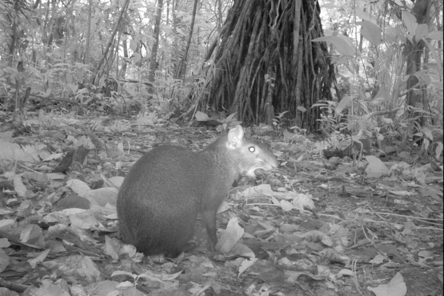 ci_61317100 Central American agouti (Dasyprocta punctata) from TEAM's Cocha Cashu site in Manu National Park, Peru.