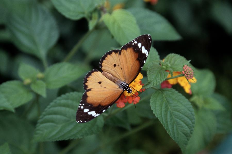 Close up of butterfly on a flower Close up of butterfly on a flower