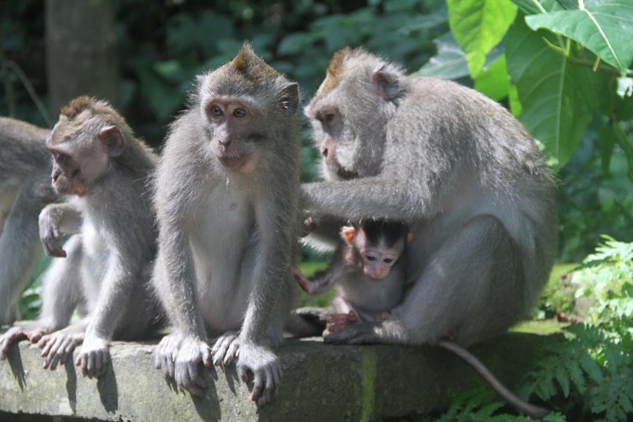 ci_61868554 Long-tailed macaques at the Sacred Monkey Forest Sanctuary in Ubud, Bali, Indonesia.