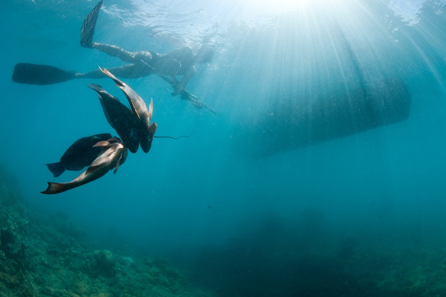 A freediver surfaces with a collection of reef fish. A freediver surfaces with a collection of reef fish.