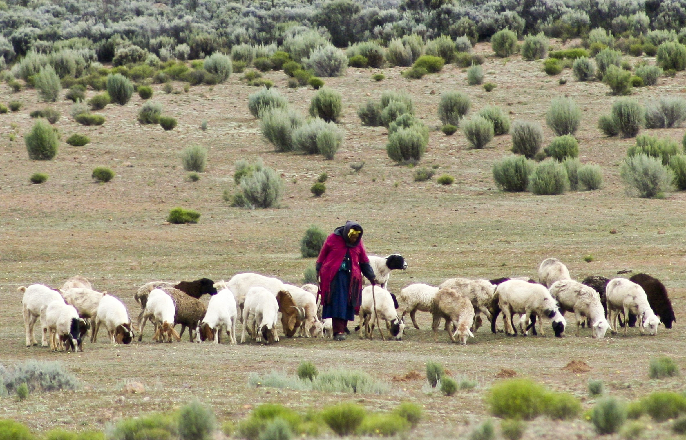 livestock in Namaqua livestock in Namaqua