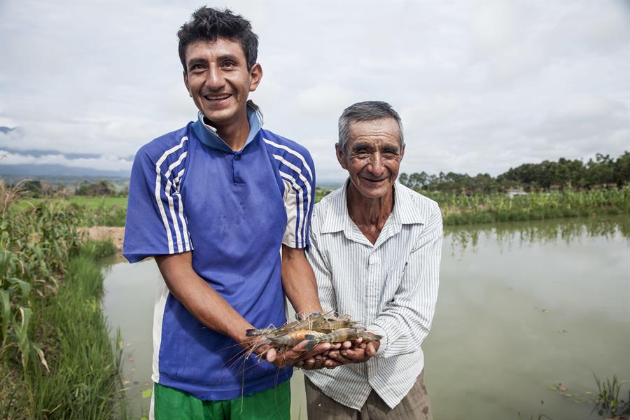 ci_63040944 Nilder Marrufo Fernández and Paulino Marrufo at shrimp fish farm in Zoritor sector. SLP-Peru project.