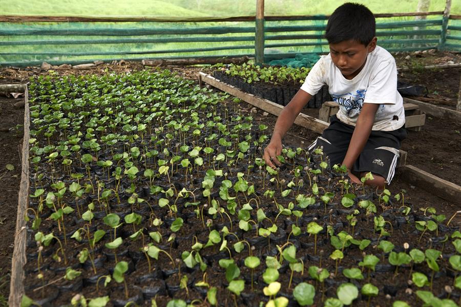 A boy tends to sprouts in a greenhouse.