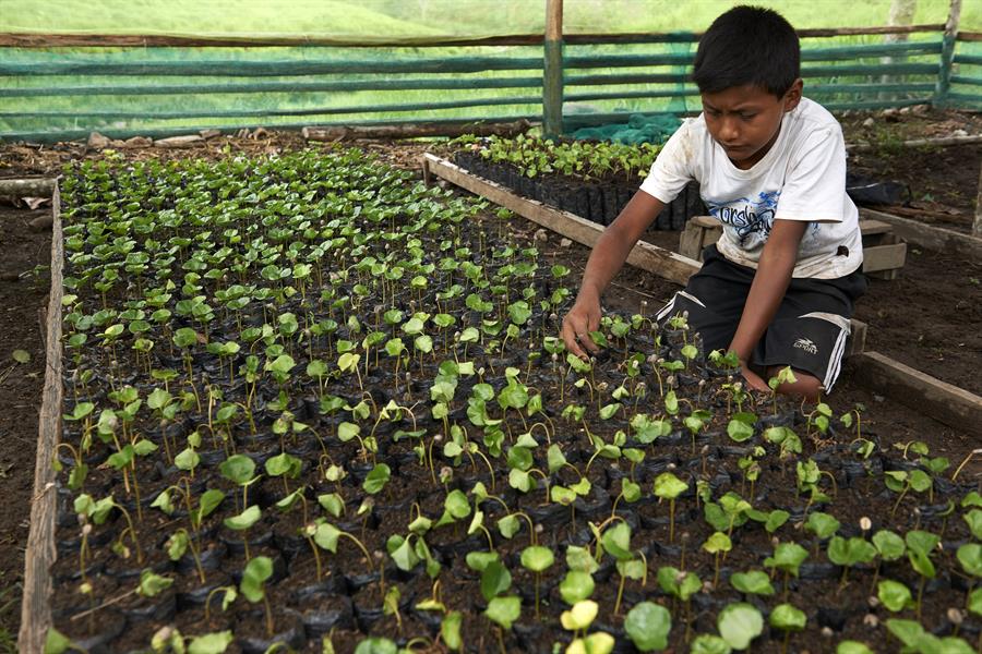ci_65382272 A boy tends to sprouts in a greenhouse.