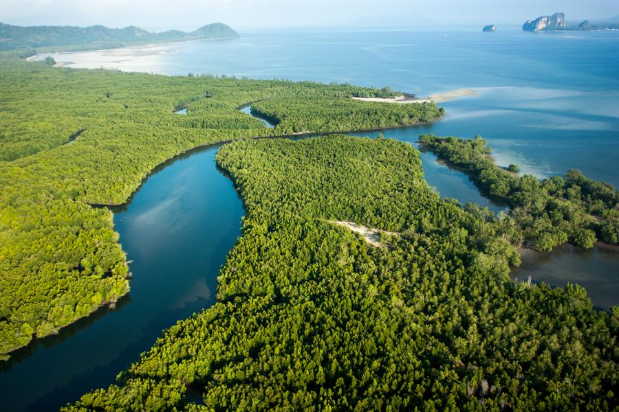 ci_65656783 Aerial view of a mangrove forest in Thailand.