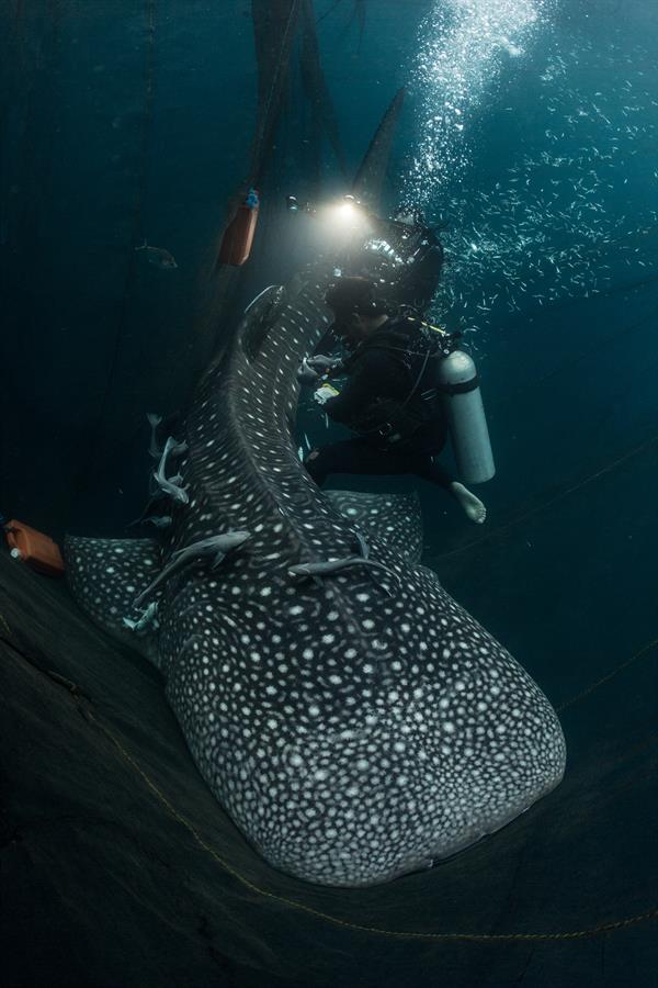 ci_67101685 CI and Georgia Aquarium embarked on a whale shark expedition in Cendrawasih Bay to conduct the world's first health assessments on wild whale sharks.