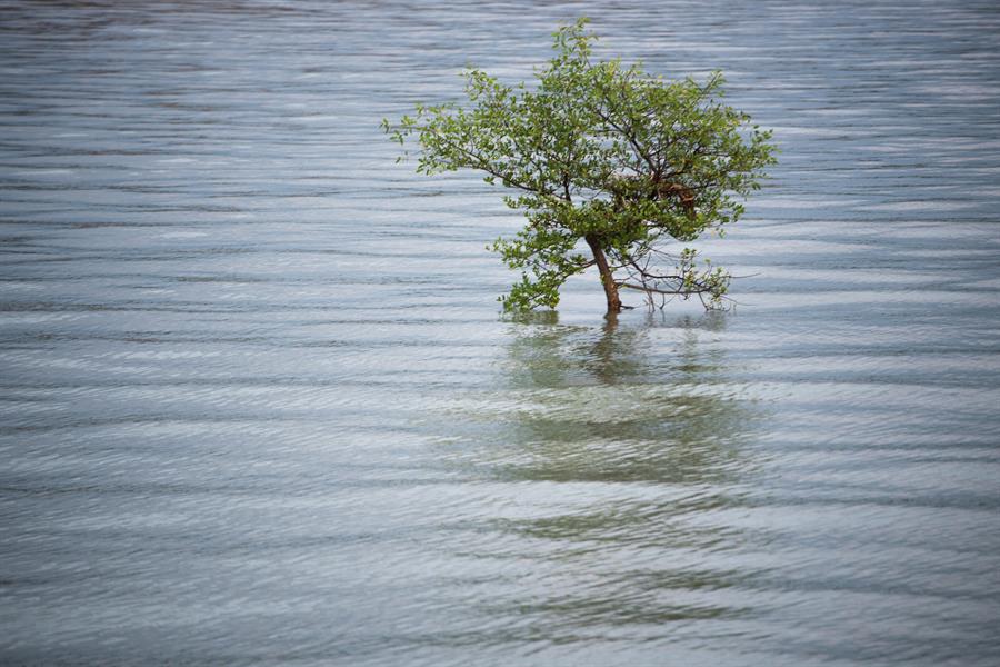ci_71138269 A mangrove living in Zhanjiang, China.
