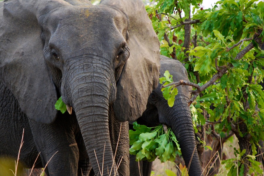 ci_72516457 A pair of elephants in Cameroon.