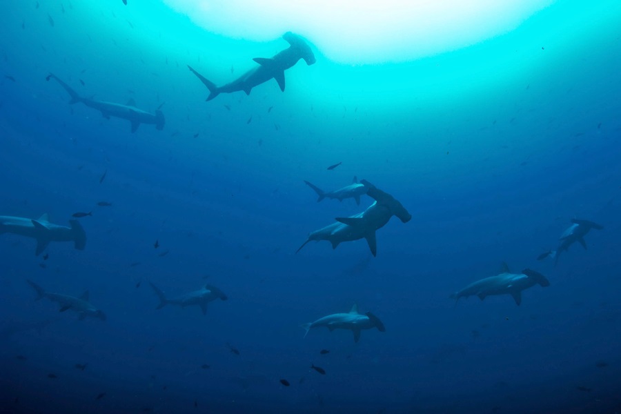 ci_72898593 Hammerhead sharks go hunting.