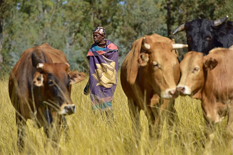 A herder in the Eastern Cape of South Africa. A herder in the Eastern Cape of South Africa.