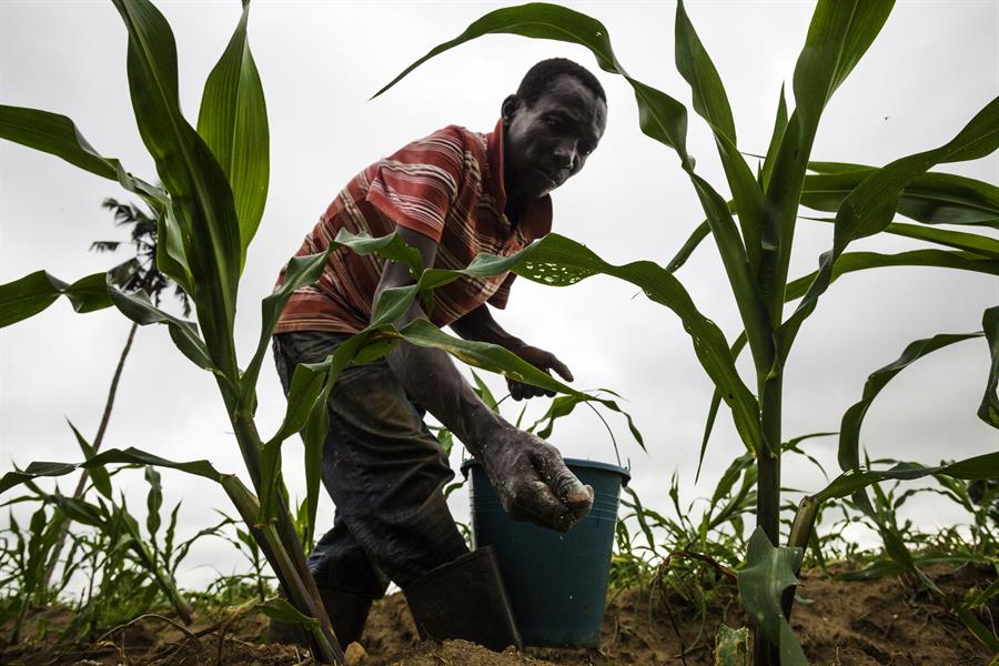 ci_74266291 Kojo Essel fertalizes a maize crop in Okwabena, Ghana.
