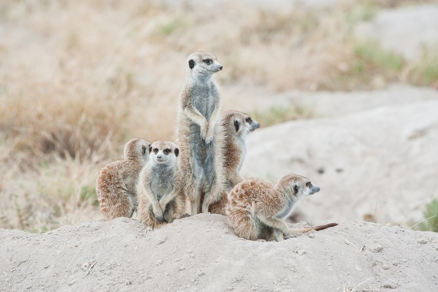 Meerkats Meerkats
