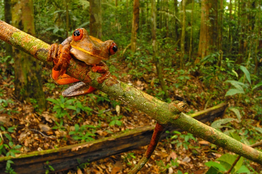 A tree frog (Hypsiboas geographicus) clings to a branch in the lowland forest near Kasikasima.