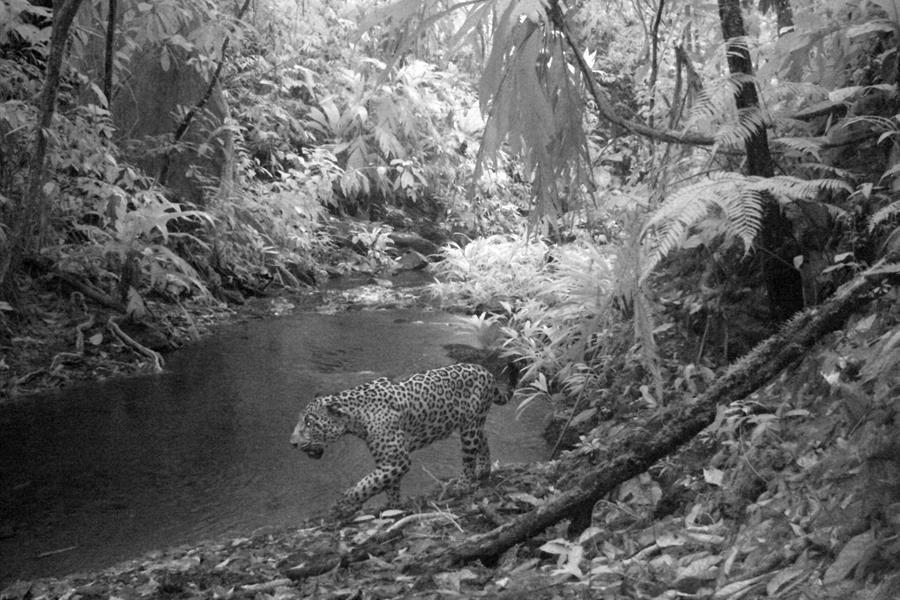 A majestic Jaguar, the apex predator at Ciudad Blanca. A majestic Jaguar, the apex predator at Ciudad Blanca.