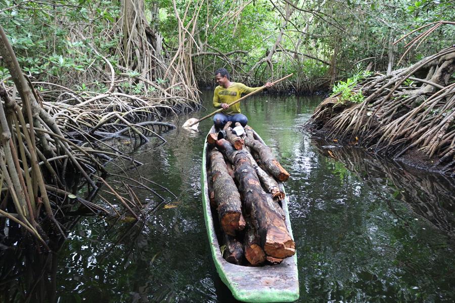 ci_77386305 Man navigating a canoe through Cispata mangroves, Colombia