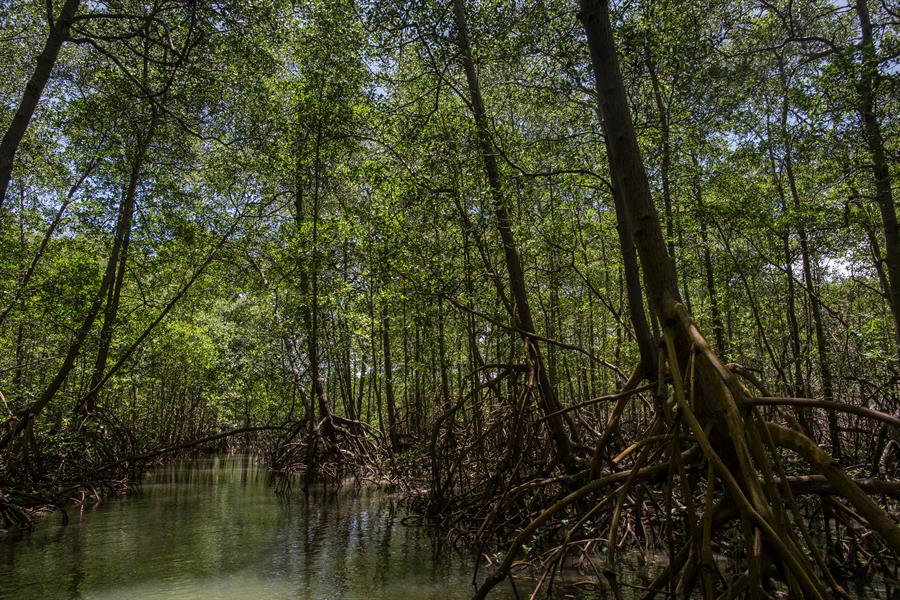 Mangrove forest in Brazil Mangrove forest in Brazil
