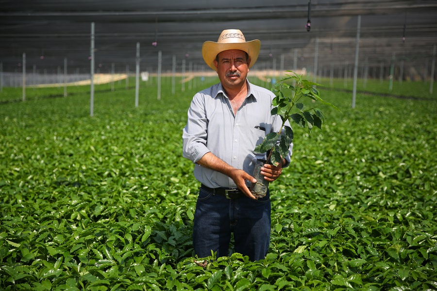 ci_78100088 Coffee farmer Martiniano Moreno Alvarado looks at hybrid coffee tree at Jaltenango, Chiapas, Mexico coffee tree nursery.