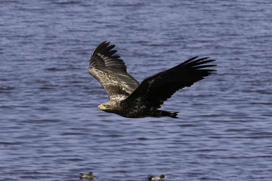 White-tailed fish eagle hunting over Japan White-tailed fish eagle hunting over Japan