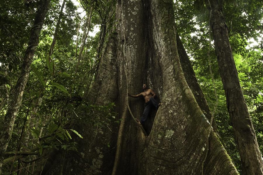 ci_80156524 A man lurks in a Kapok tree in a Guyana rainforest.