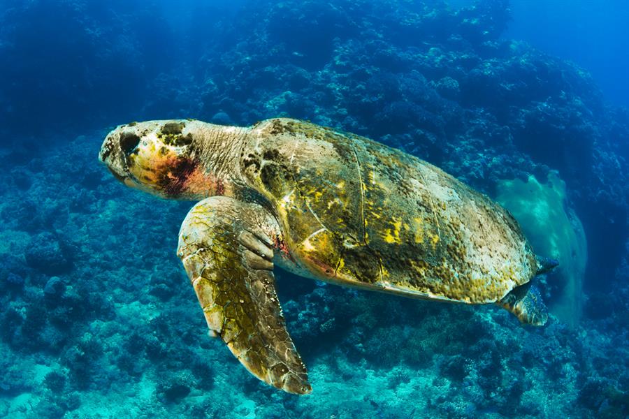 Turtle in New Caledona Turtle in New Caledona